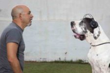 concierto-para-perros