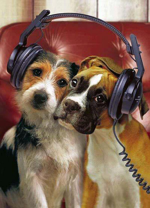 beneficios de la musica en los animales